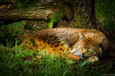 Sleep