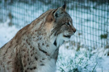 SnowLynx