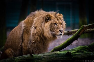 Leo