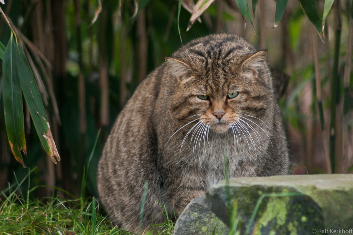 Wildkatze