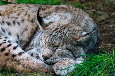 Sleep