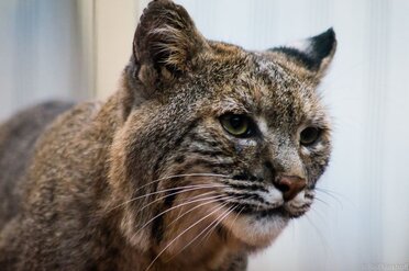 Rotluchs