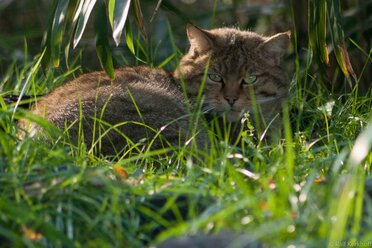 Im Gras