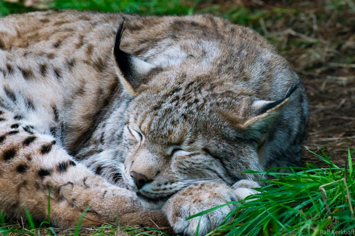 Sleep