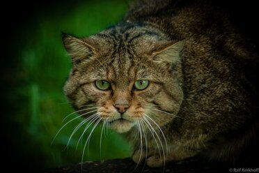 Wildkatze