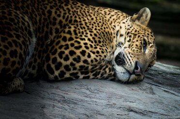 Sleep