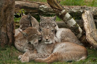 Vier auf einen Streich