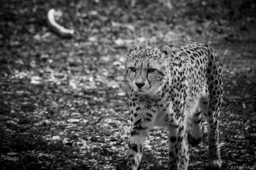 Gepard