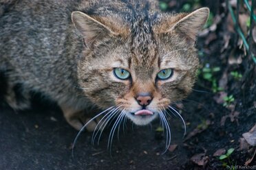 Schleck