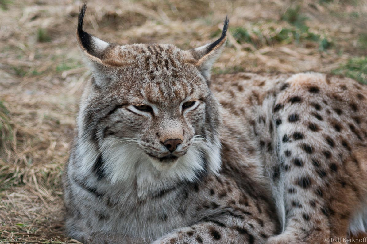 Relaxed