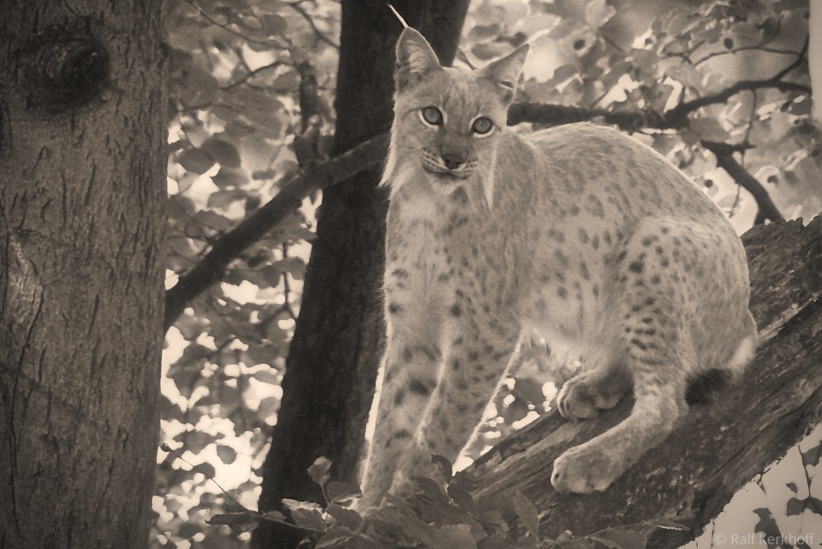 On The Tree