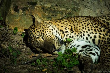 Sleep