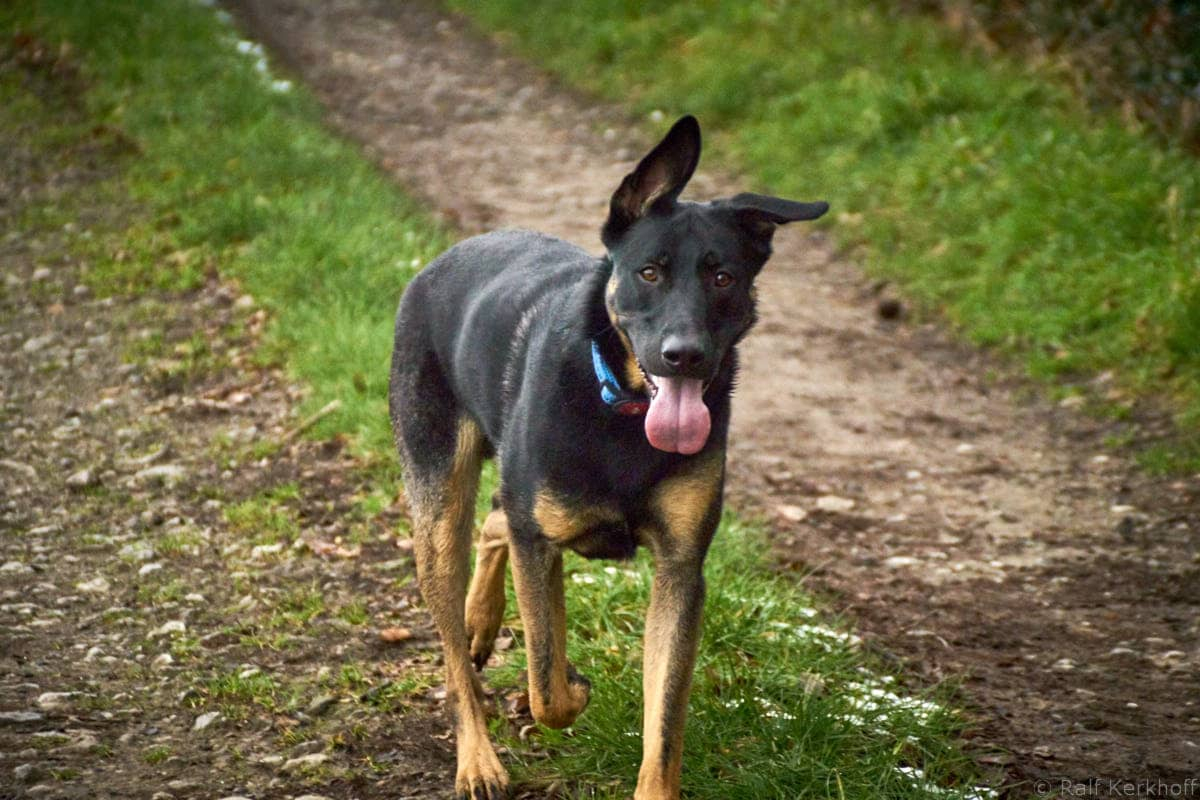 Milo