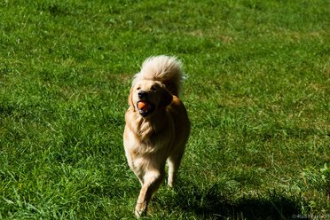 Full Speed