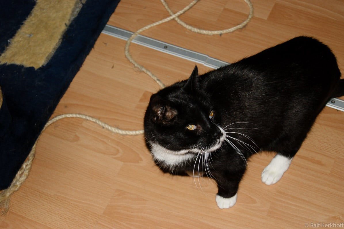 Tobi