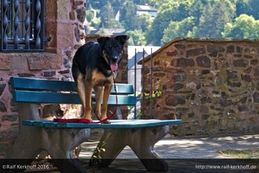 Hund auf Tisch