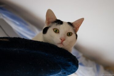 Bella