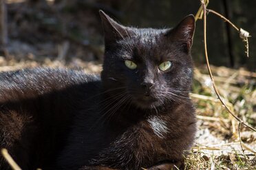 Katzenauge