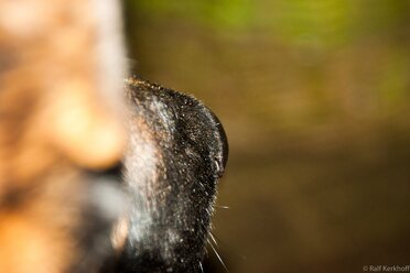 Dognose