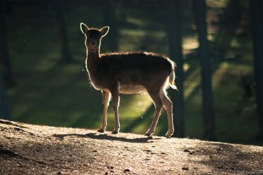 Lichtkranz