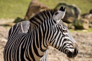 Stripes