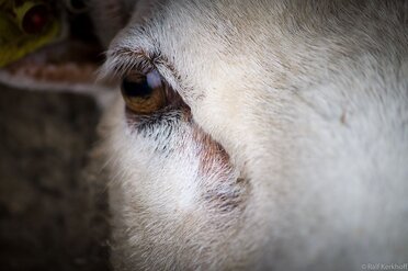 Clear Eye