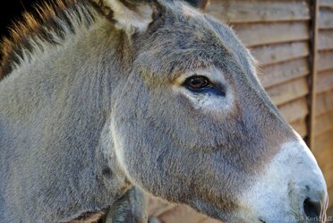 Donkey