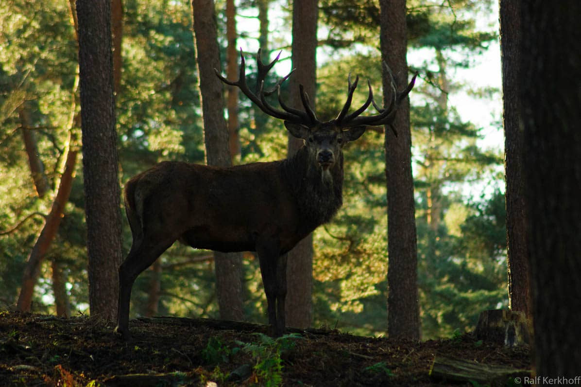Platzhirsch