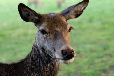 Ears