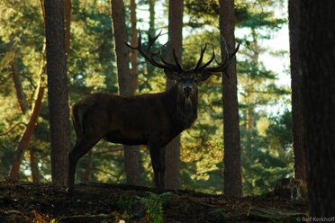 Platzhirsch