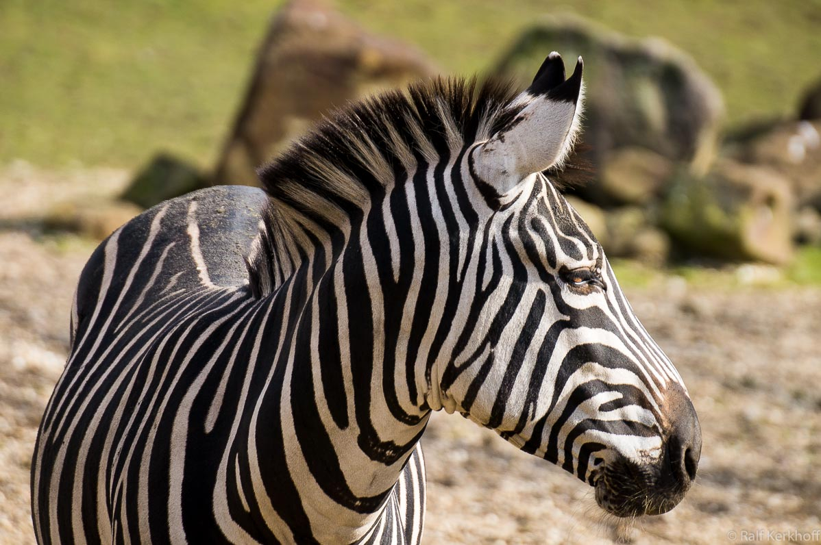 Stripes