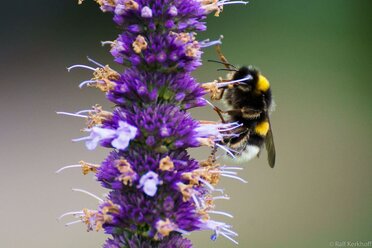 Landing