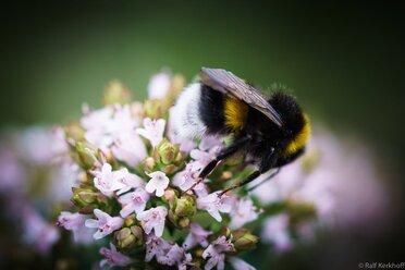 Hummel