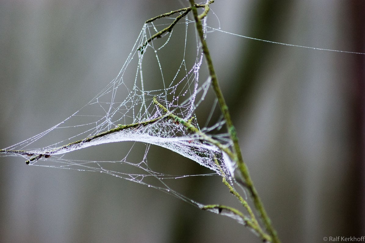 Spiderweb