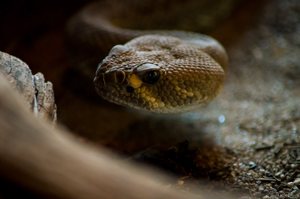 Snakehead