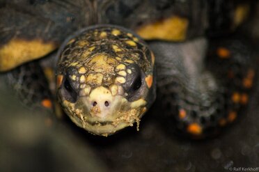Head