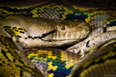 Netzpython