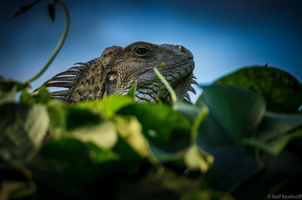 Head