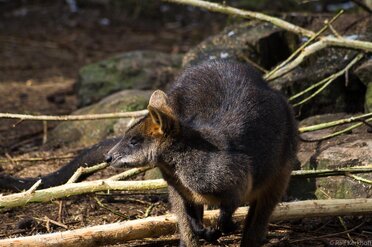 Wombat