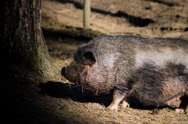 Piggy