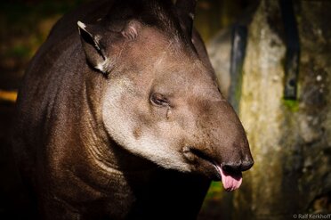Tongue
