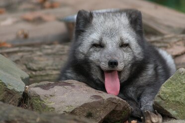 Bäh