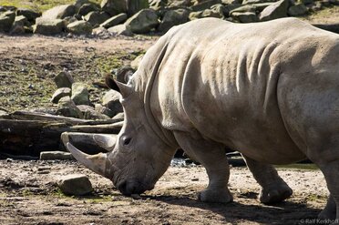 Tusk