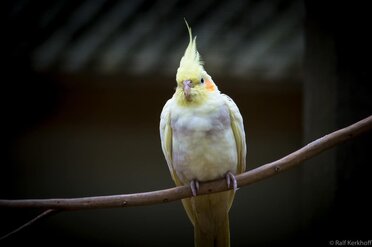 Vogelstange