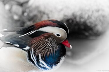 Duckhead