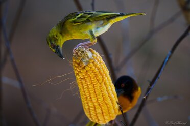 Snacktime