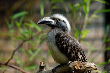 Birdi