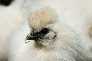 Perlhuhn