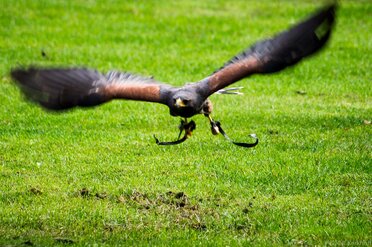 Anflug