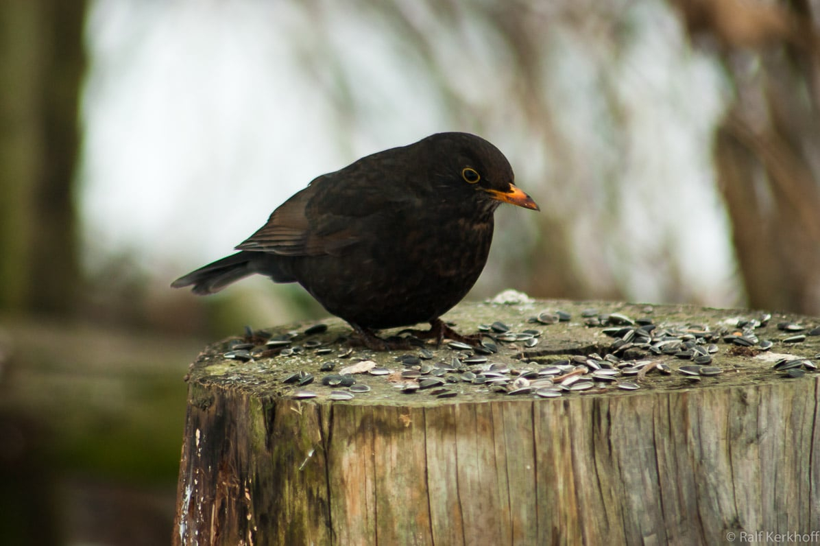 Amsel